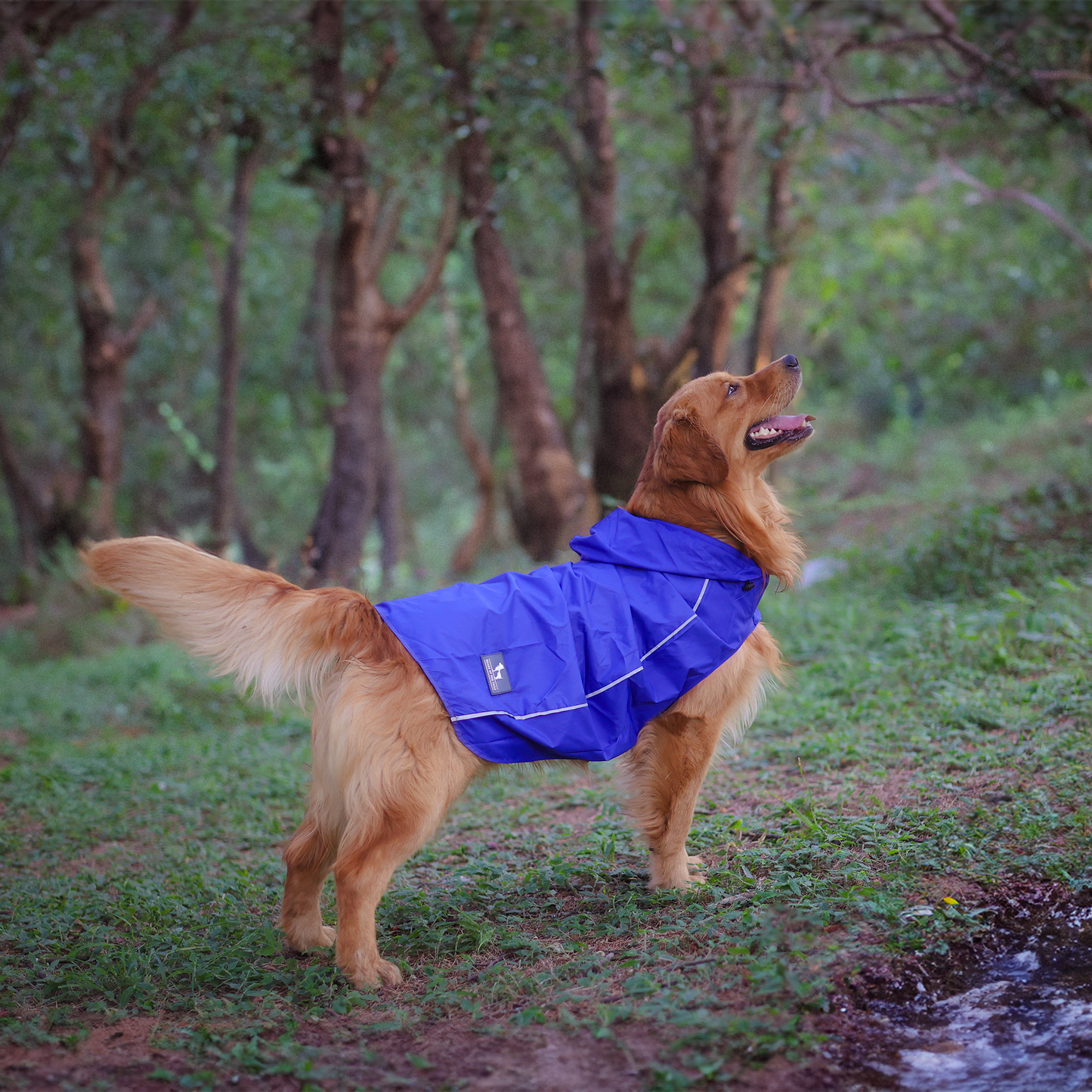 HUFT Rain Dancers Raincoats For Dog & Cat - Blue - Heads Up For Tails