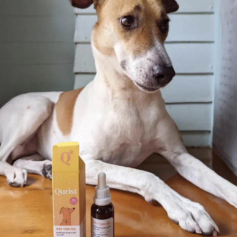 Qurist CBD Oil For Medium Dog (10-25 kg) - 900 mg - 30 ml - Heads Up For Tails