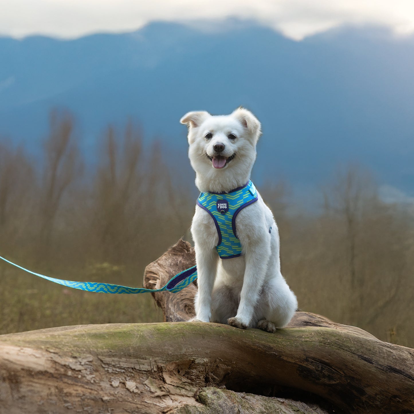 Dash Dog Vector Easy Walk Harness For Dog - Aqua Blue - Heads Up For Tails