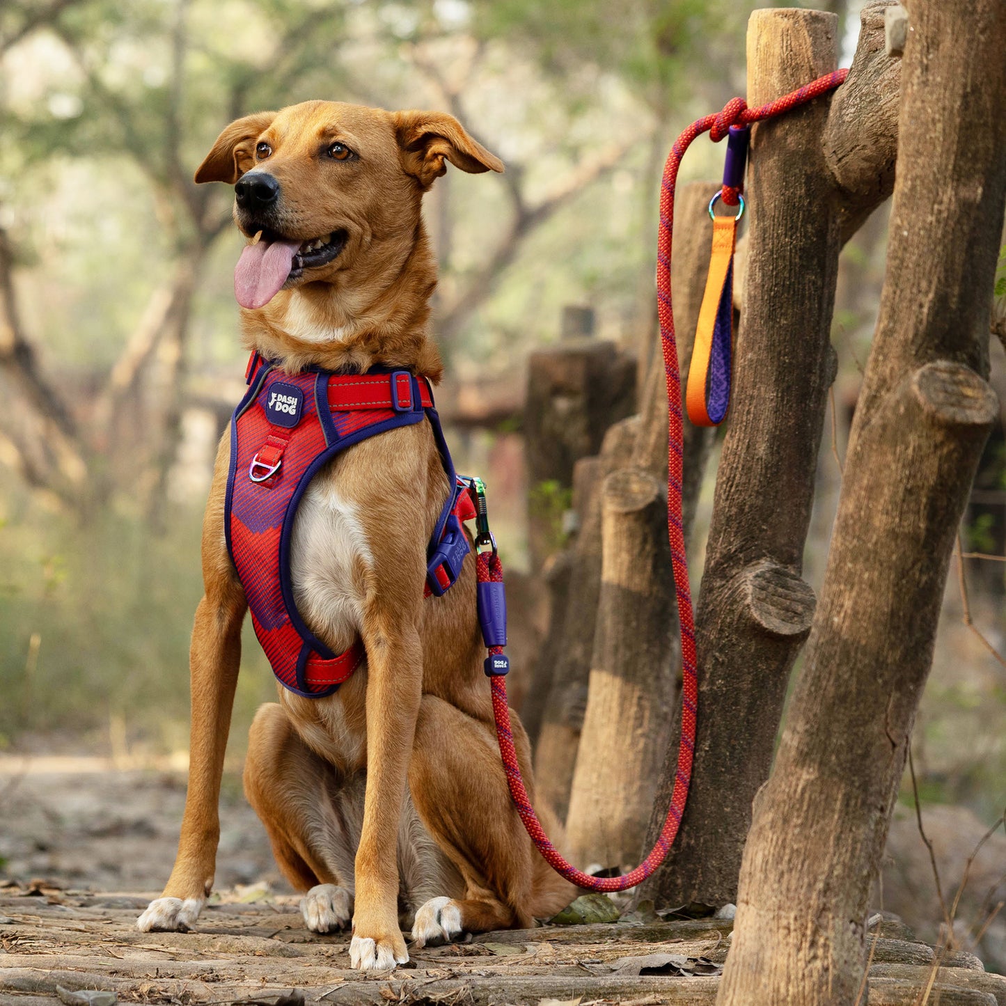 Dash Dog Sunset Chaser Rope Leash For Dog - Red - 6 ft - Heads Up For Tails
