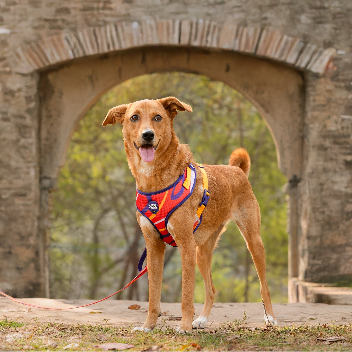 Dash Dog Radiant Blaze Easy Walk Harness For Dog - Orange - Heads Up For Tails