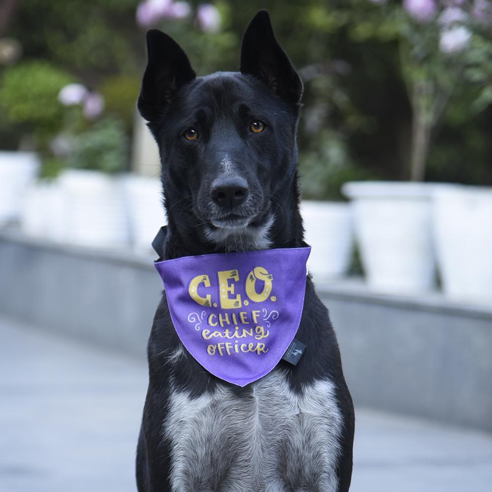 HUFT X Alicia Souza CEO Chief Eating Officer Dog Bandana2