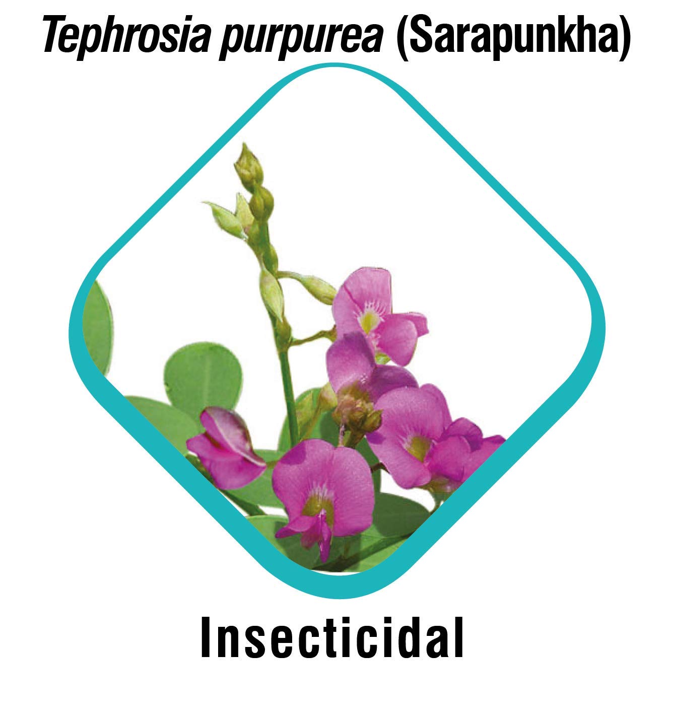 Himalaya Erina EP Tick & Flea Dog Shampoo - 200 ml - Heads Up For Tails