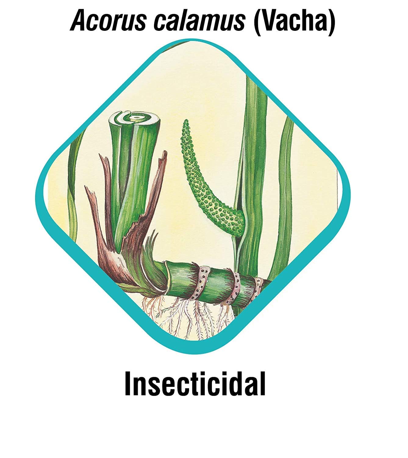 Himalaya Erina EP Tick & Flea Dog Shampoo - 200 ml - Heads Up For Tails