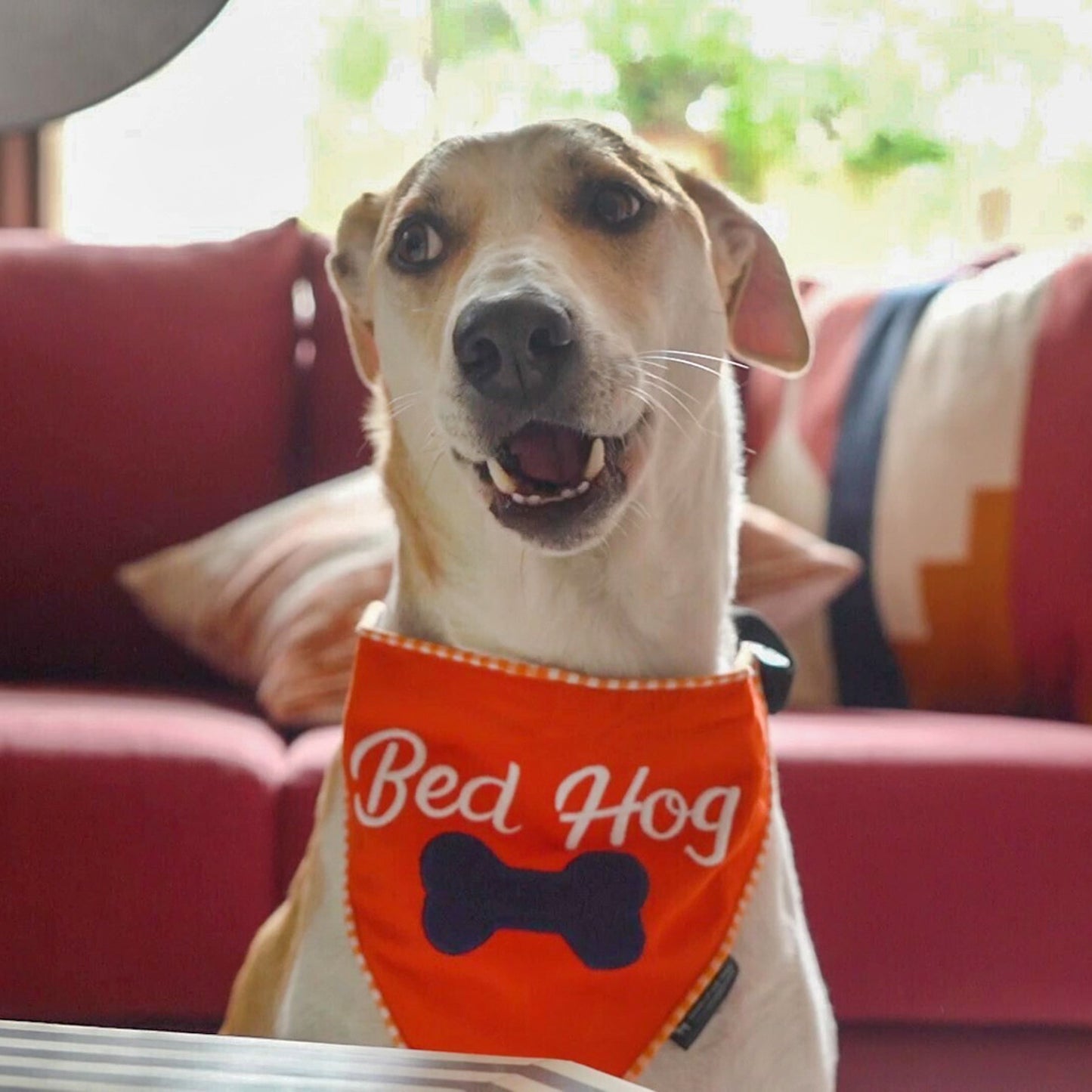HUFT Bed Hog Dog Bandana - Heads Up For Tails