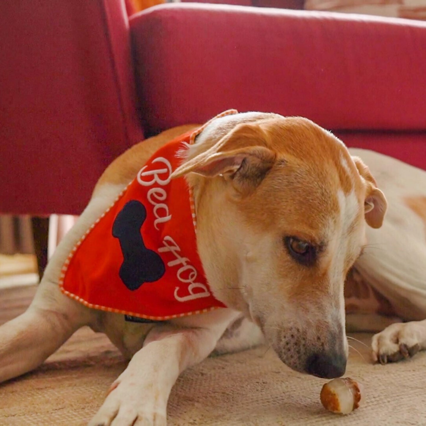 HUFT Bed Hog Dog Bandana - Heads Up For Tails