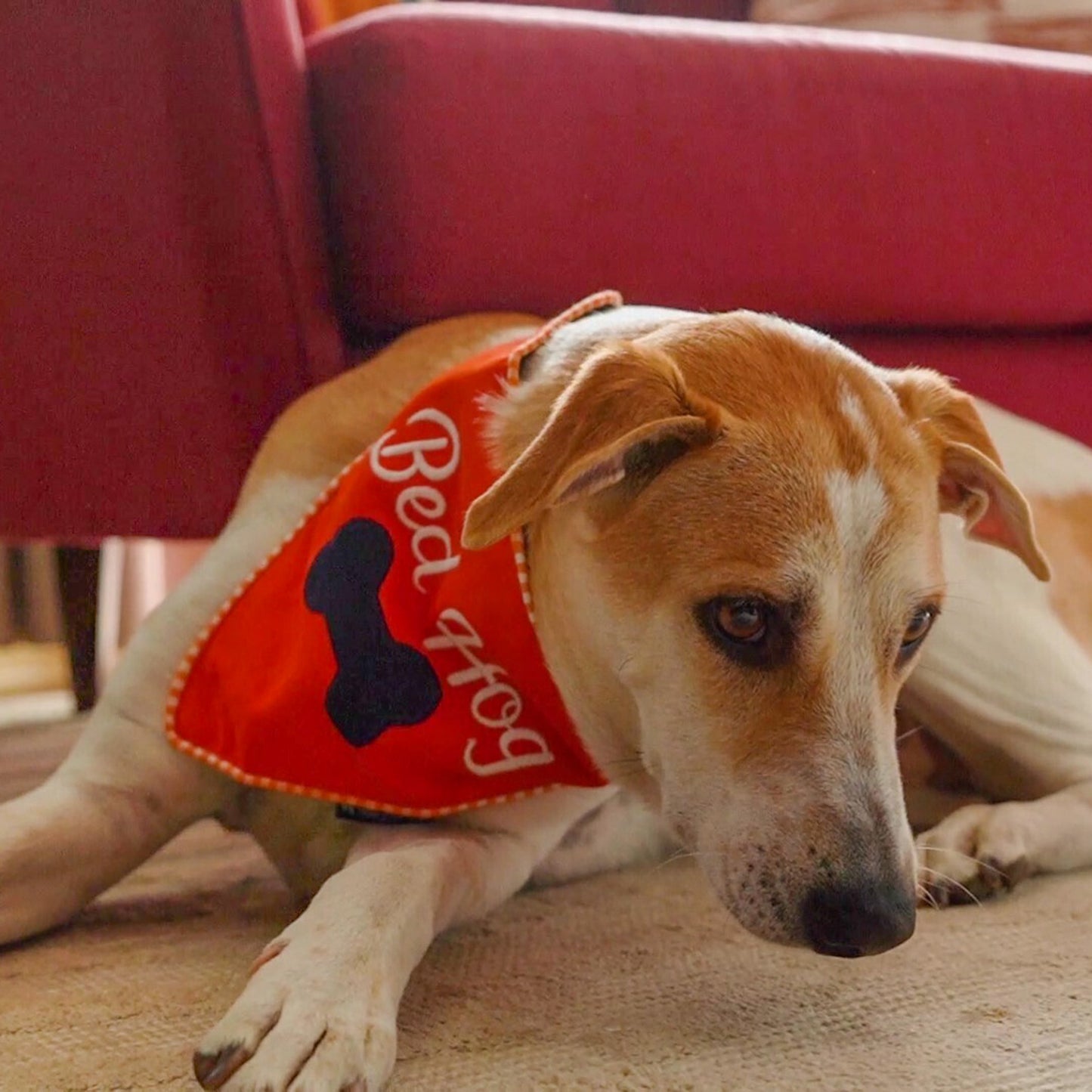 HUFT Bed Hog Dog Bandana - Heads Up For Tails