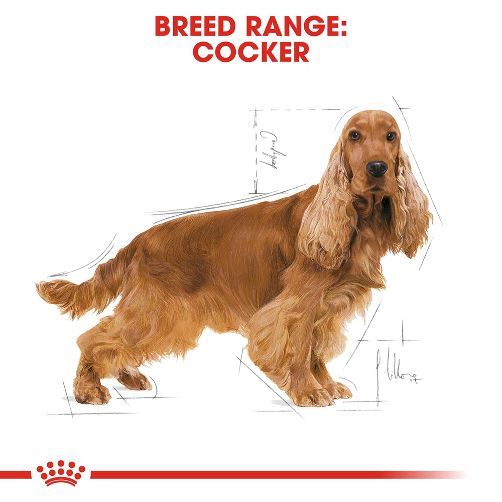 Royal Canin Cocker Spaniel Adult Dry Dog Food - Heads Up For Tails