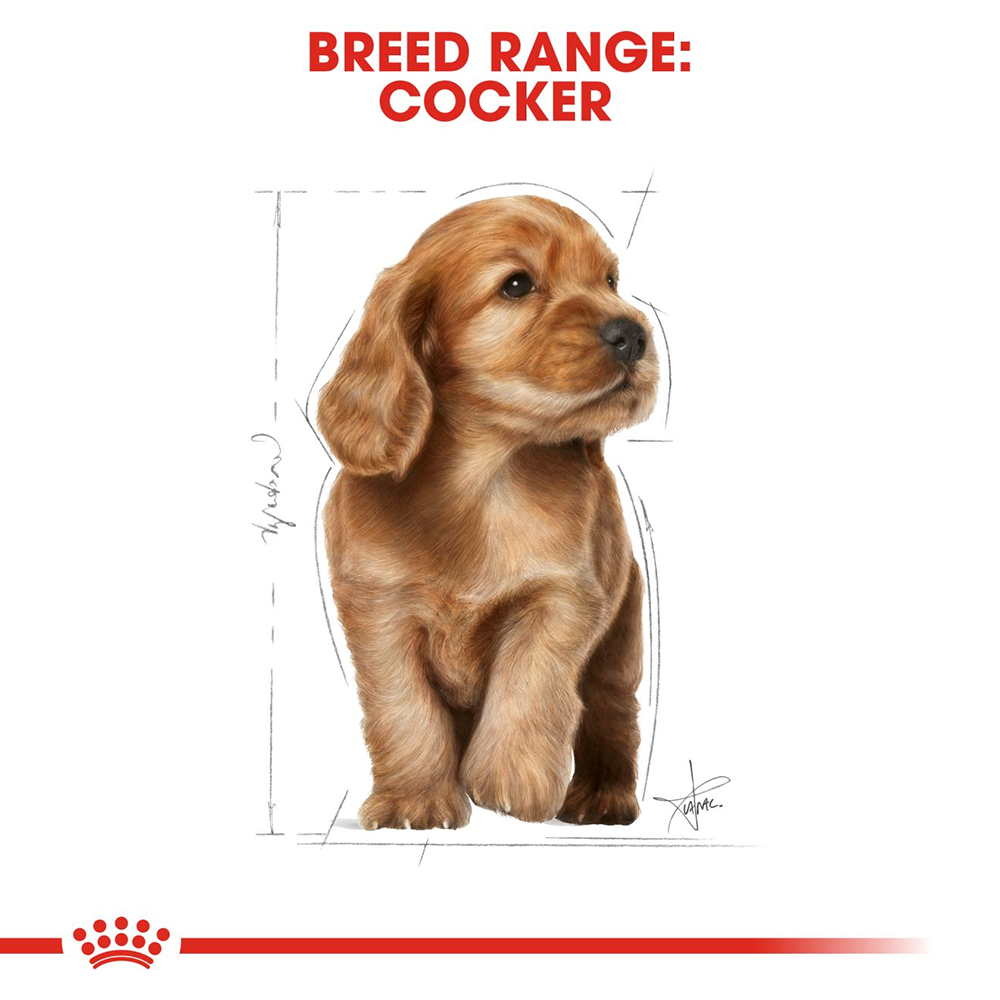Royal Canin Cocker Junior Food for Puppies - 3 kg - Heads Up For Tails