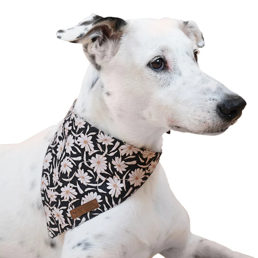 HUFT Jungle Collection Dog Bandana Combo-5