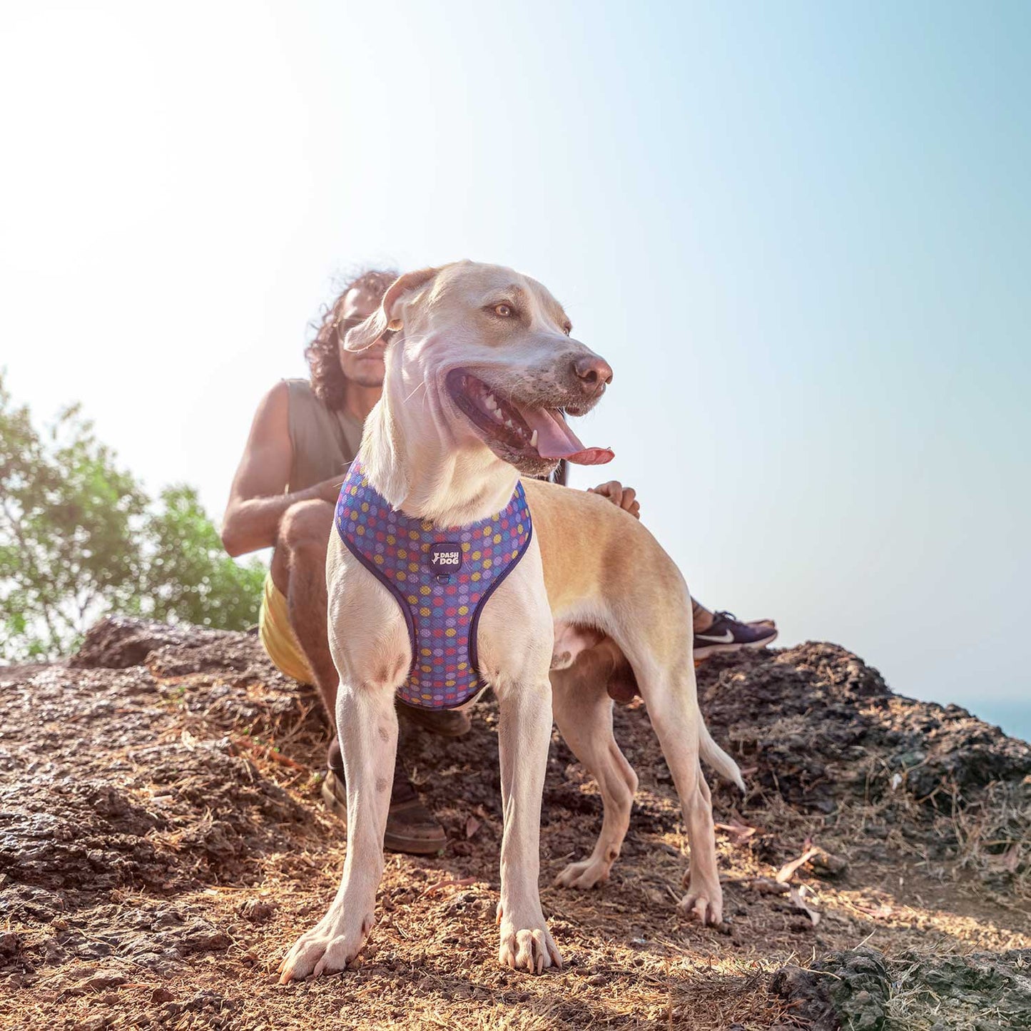Dash Dog Circle Double Harness - Violet & Red - Heads Up For Tails