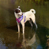 Dash Dog Flow Easy Walk Harness - Aqua Blue & Pink - Heads Up For Tails