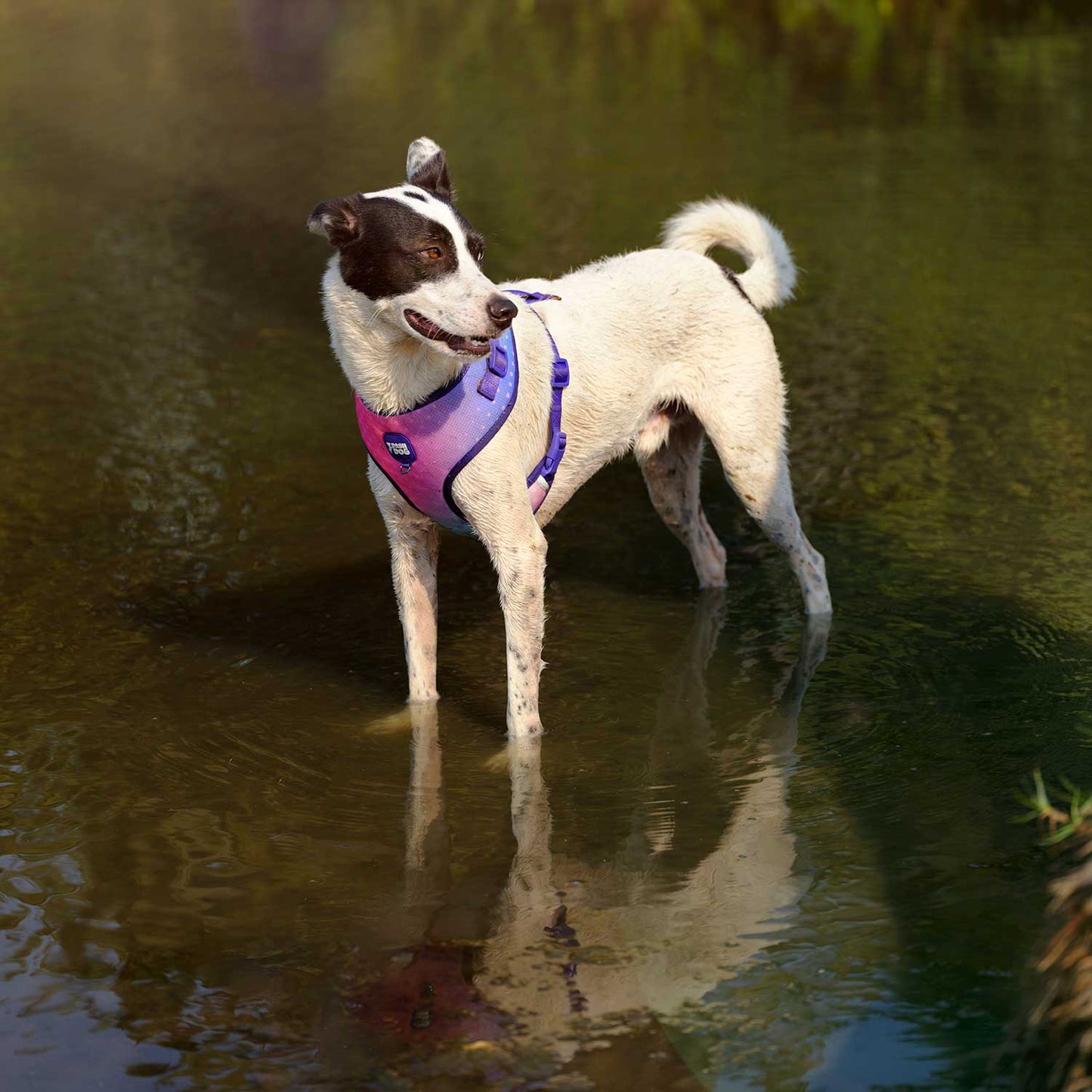 Dash Dog Flow Easy Walk Harness - Aqua Blue & Pink - Heads Up For Tails