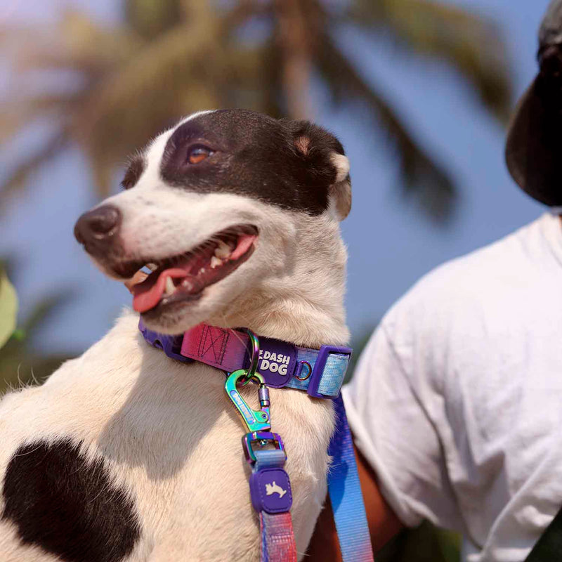 Dash Dog Flow Padded Collar - Pink And Aqua Blue - Heads Up For Tails
