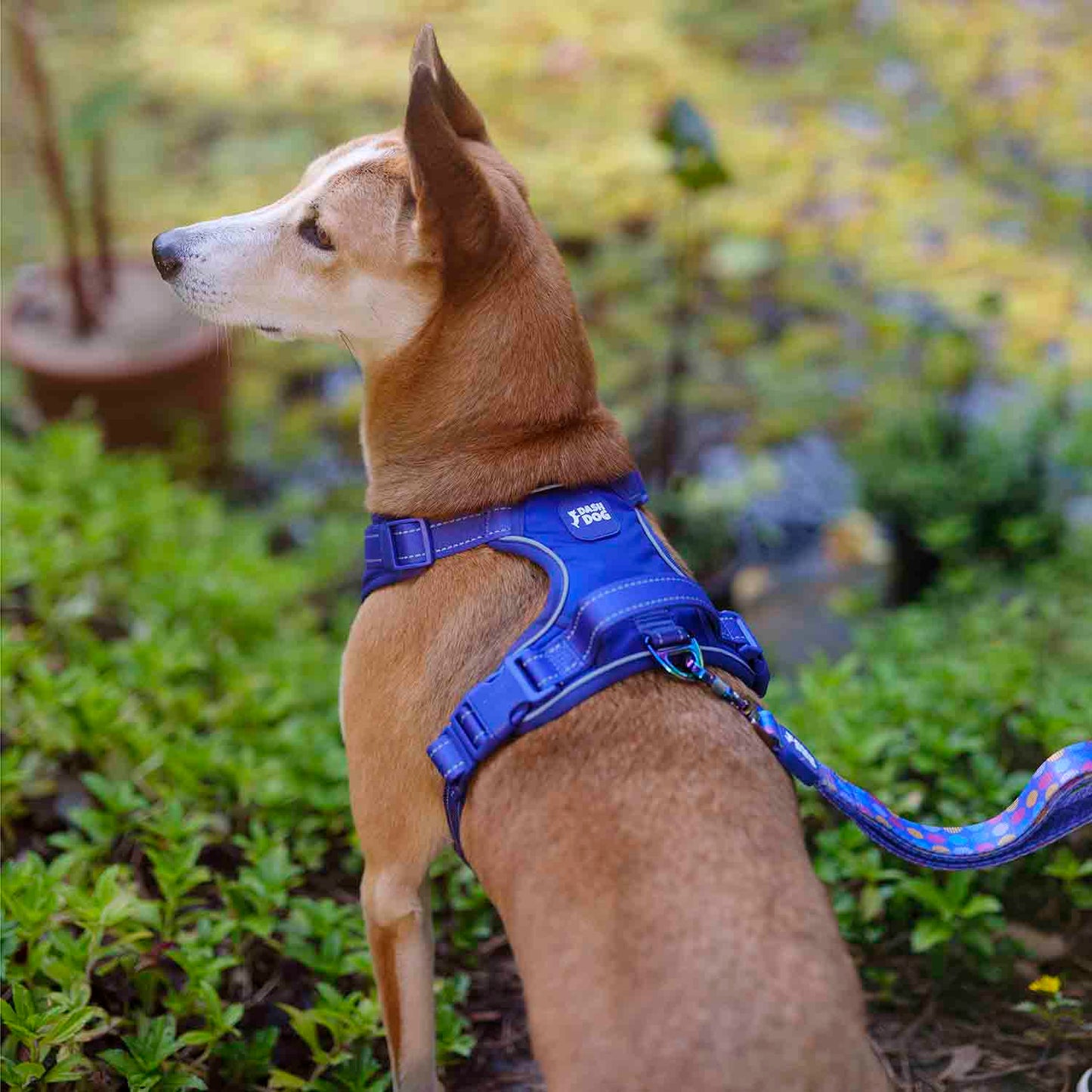 Dash Dog Zoom Walk Along Harness - Violet & Red - Heads Up For Tails