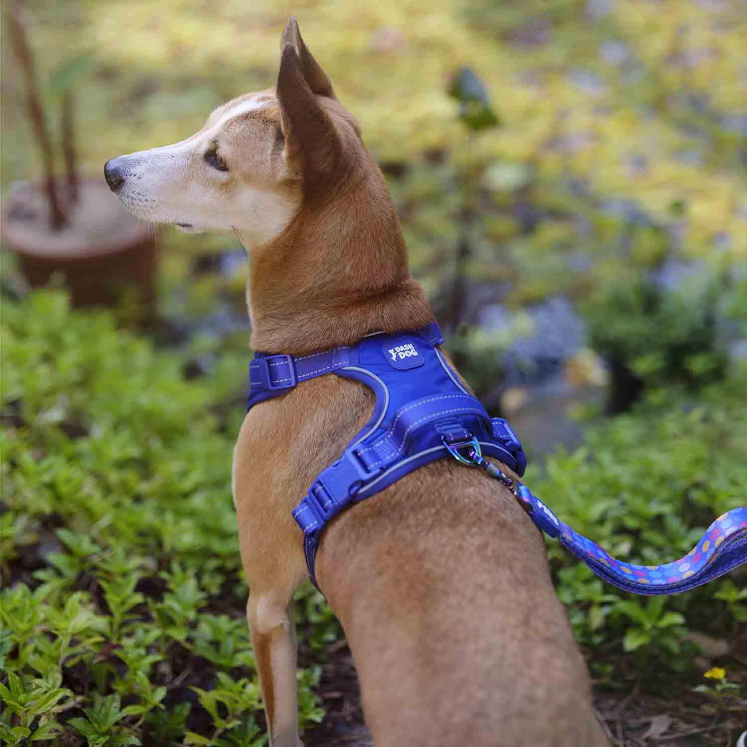 Dash Dog Zoom Walk Along Harness - Violet & Red - Heads Up For Tails