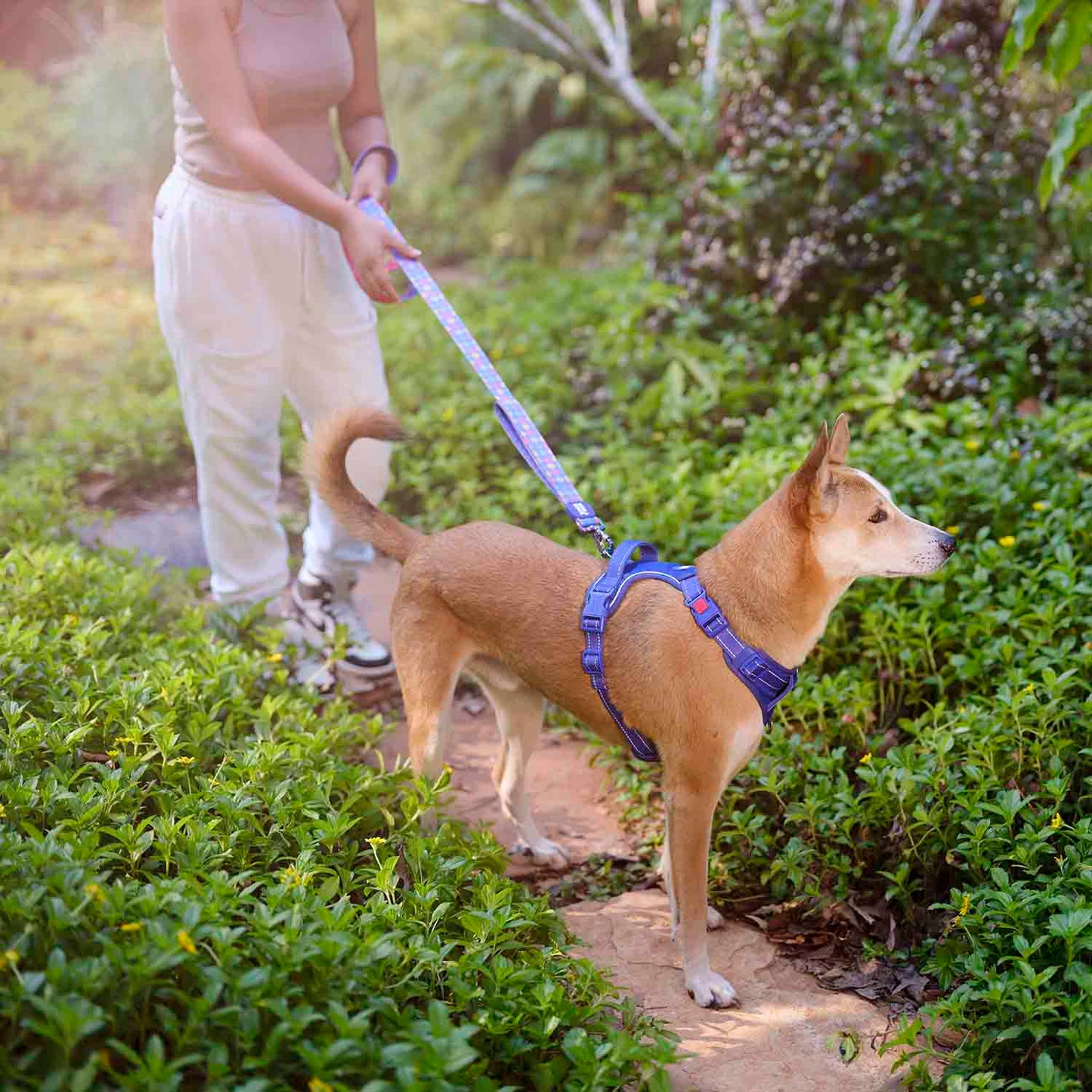 Dash Dog Zoom Walk Along Harness - Violet & Red - Heads Up For Tails