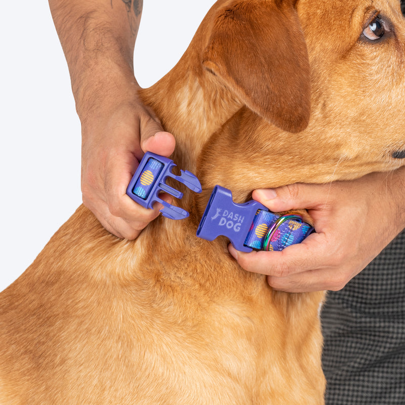 Dash Dog Circle Padded Collar - Violet - Heads Up For Tails
