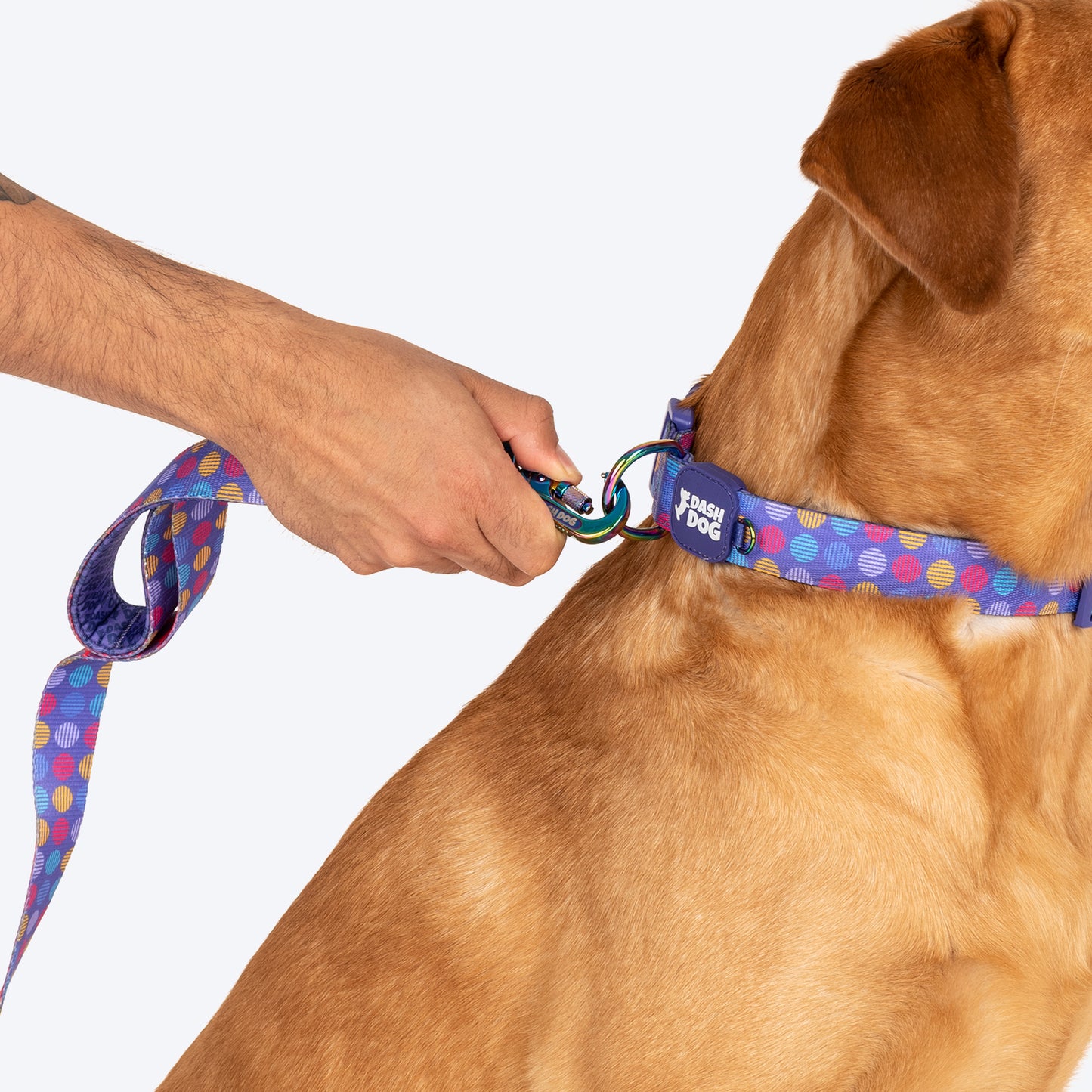 Dash Dog Circle Printed Leash - Violet & Red - Heads Up For Tails