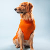 HUFT Cable Knit Dog Sweater - Orange - Heads Up For Tails