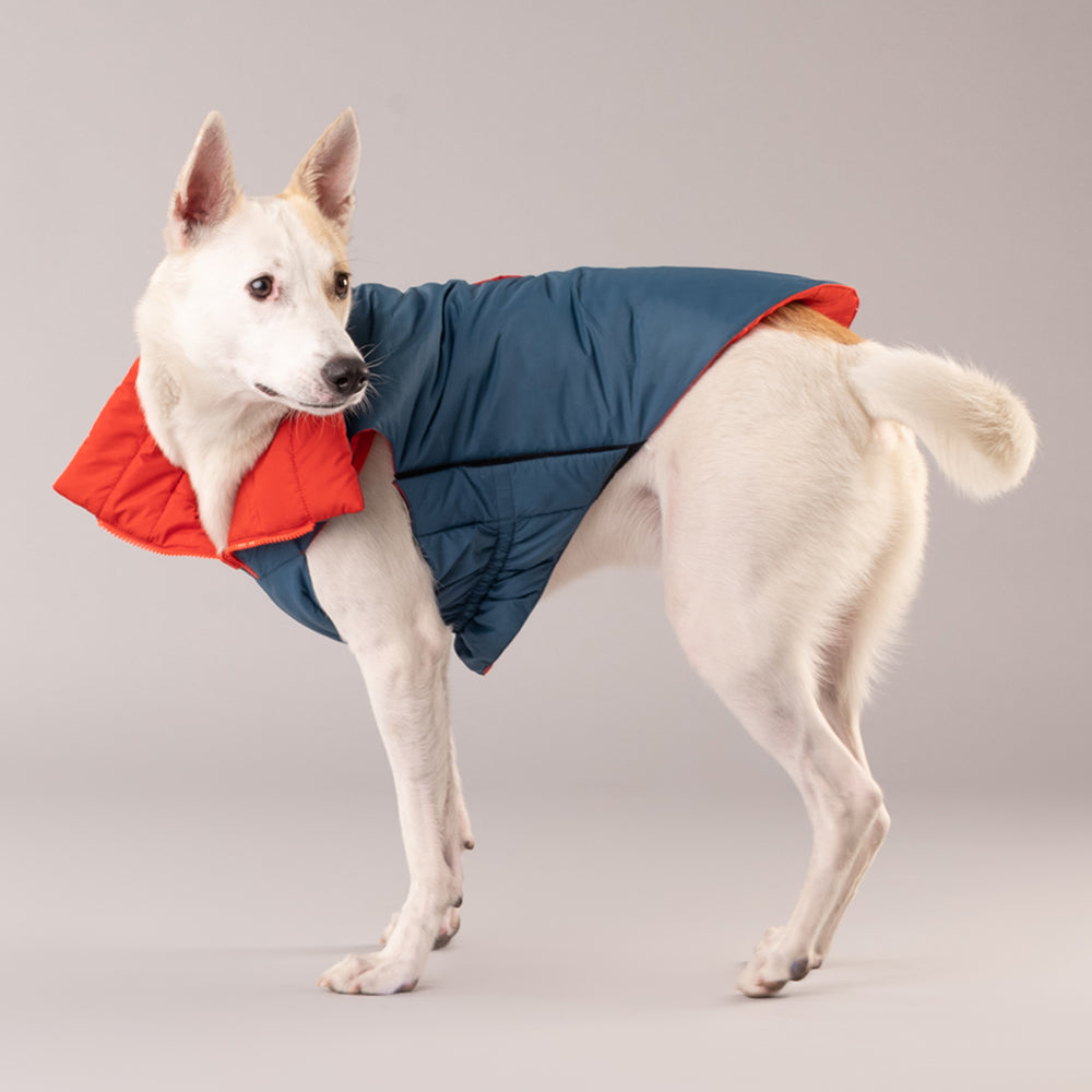 HUFT Cosy Pupper Reversible Dog Jacket- Spicy Orange - Heads Up For Tails
