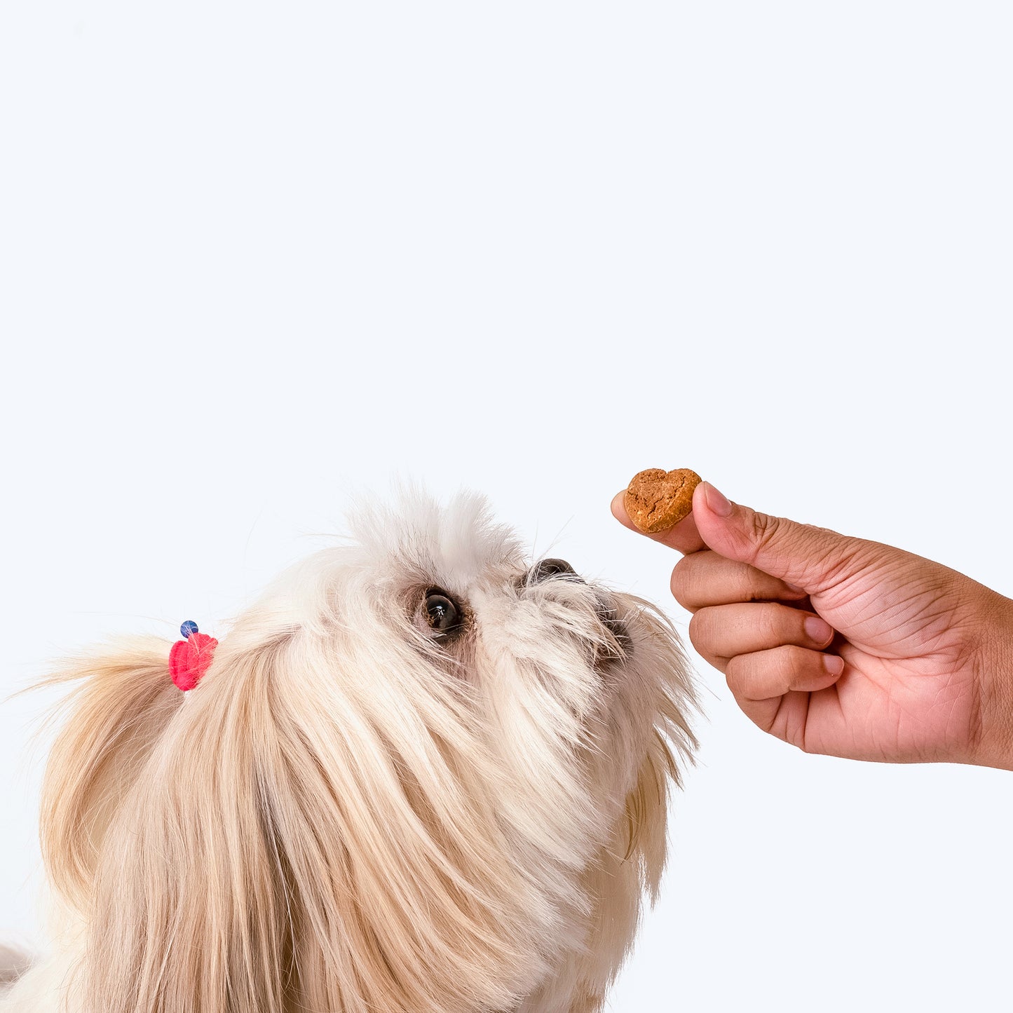HUFT Nutri Treats For Dogs - Digestive Health - 150 g - Heads Up For Tails