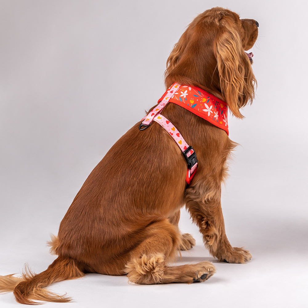 HUFT Summer Rapture Reversible Printed Harness - Heads Up For Tails