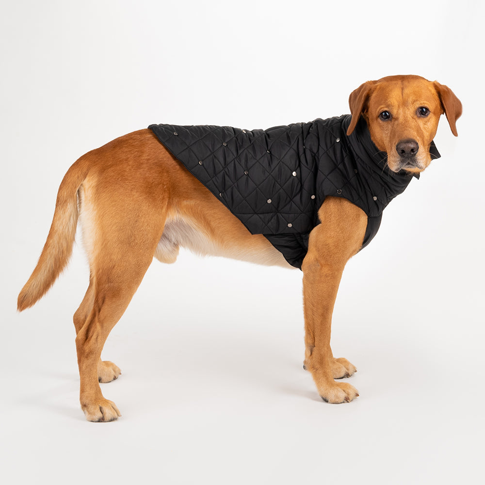 HUFT Luxe Stud Quilted Jacket For Pet - Black - Heads Up For Tails