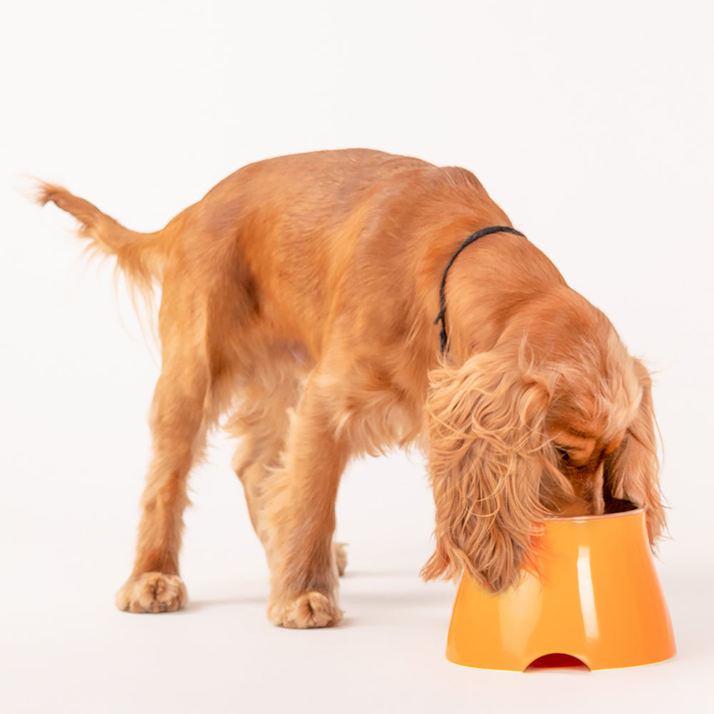 HUFT Elevated Cocker Bowls - Heads Up For Tails