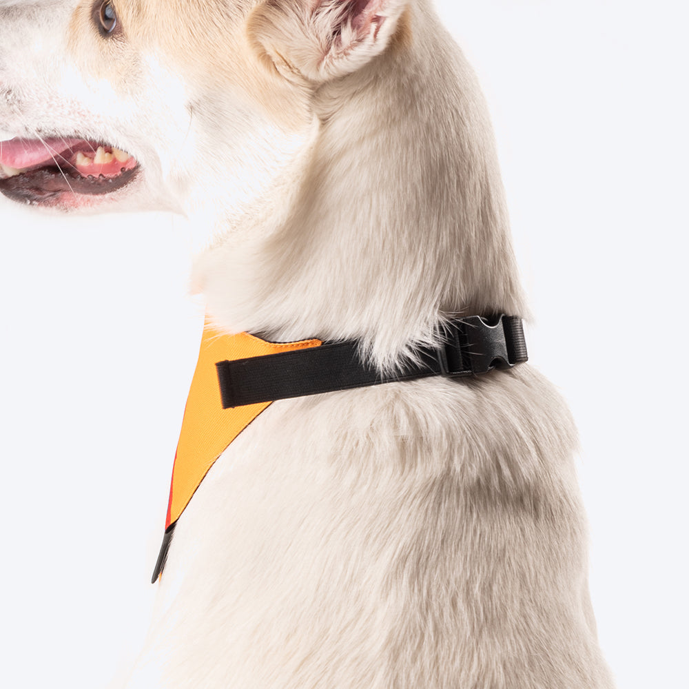 HUFT Personalised Desi Dawg (Pet¢'¬€¦¡¬'¬¦¡¬'¬€¦¡¬'¬¦¾¢s Name) Bandana - Heads Up For Tails