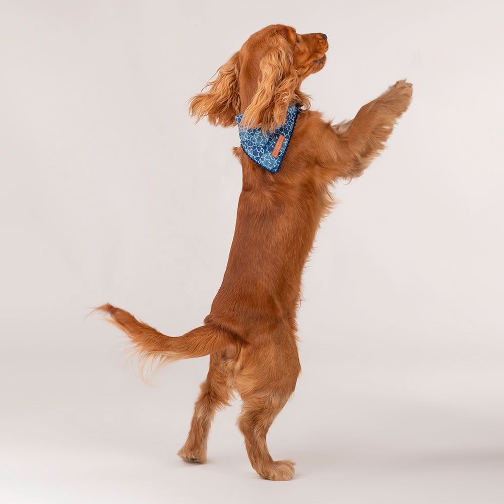 HUFT The Indian Collective Tara Sitara Dog Bandana - Indigo - Heads Up For Tails