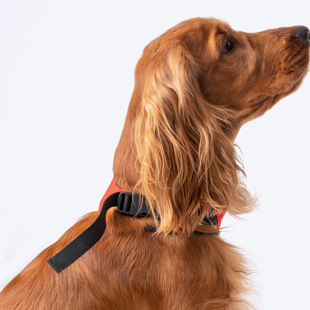 HUFT Personalised Rocker Spaniel (Pet¢'¬€¦¡¬'¬¦¡¬'¬€¦¡¬'¬¦¾¢s Name) Bandana - Heads Up For Tails