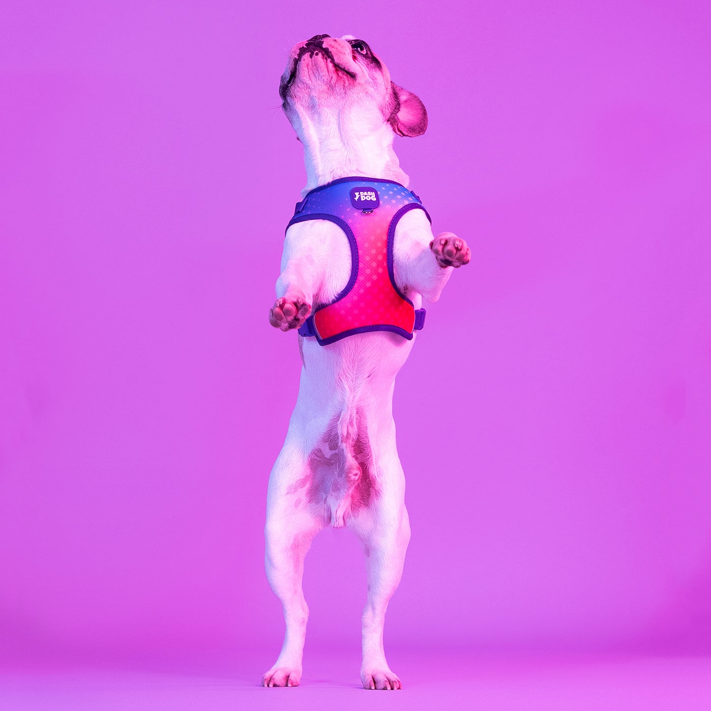 Dash Dog Flow Easy Walk Harness - Violet & Red - Heads Up For Tails