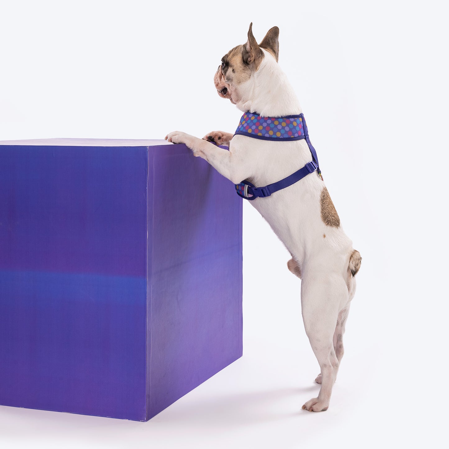Dash Dog Circle Double Harness - Violet & Red - Heads Up For Tails