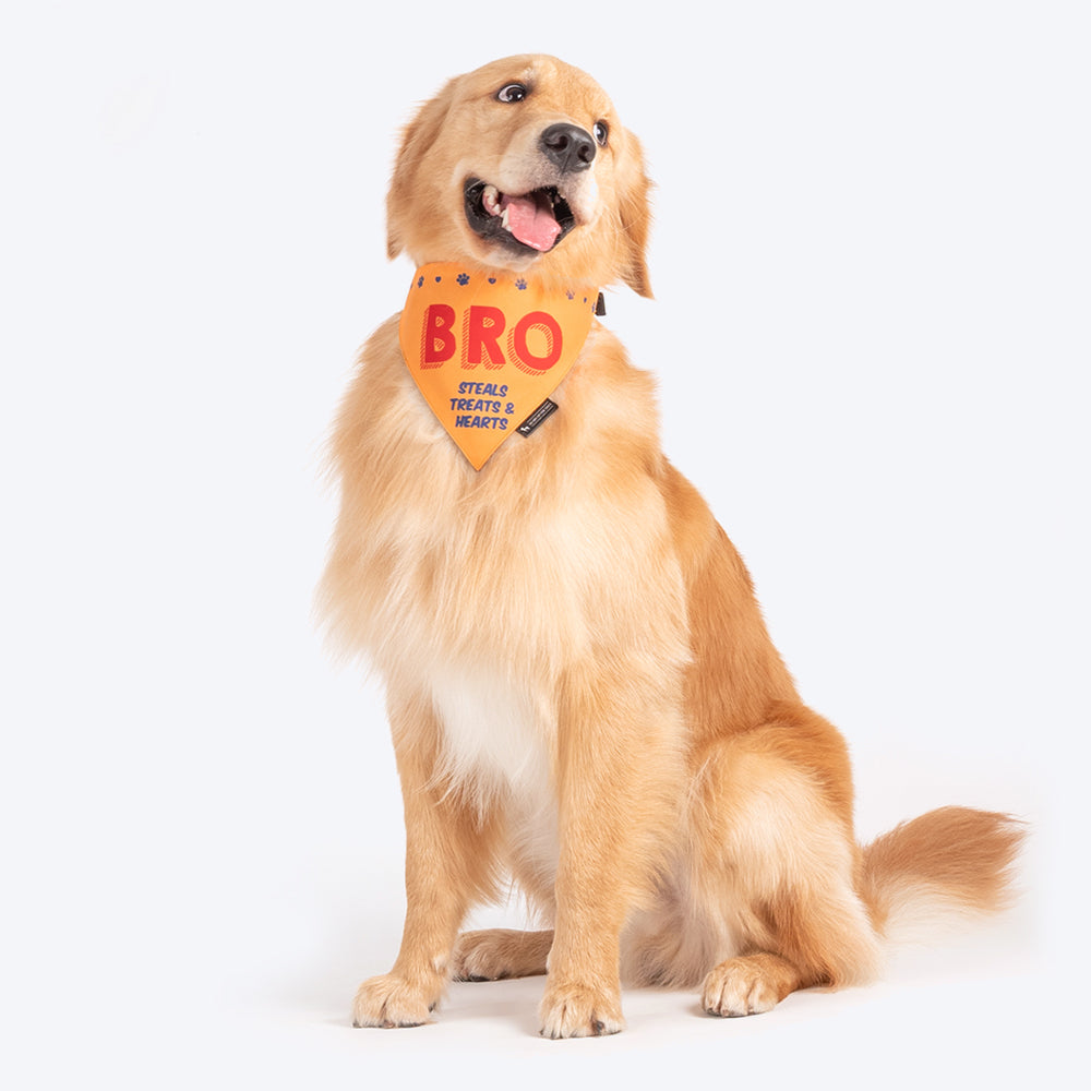 HUFT Bro - Steals Treats & Hearts Dog Bandana - Heads Up For Tails