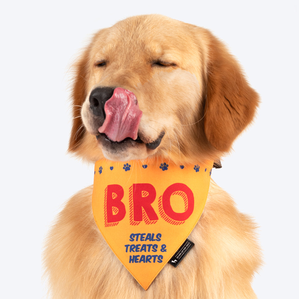 HUFT Bro - Steals Treats & Hearts Dog Bandana - Heads Up For Tails