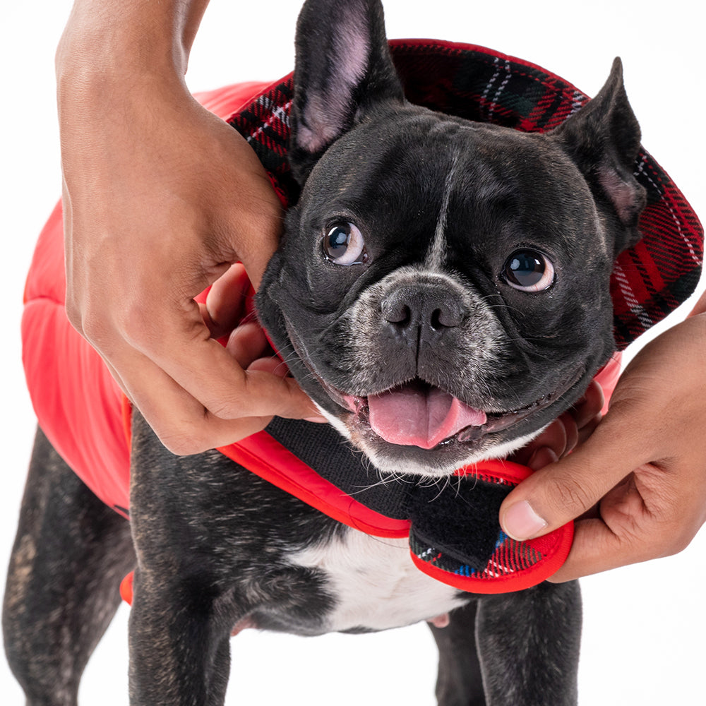 HUFT Wintersong Reversible Dog Jacket - Red - Heads Up For Tails