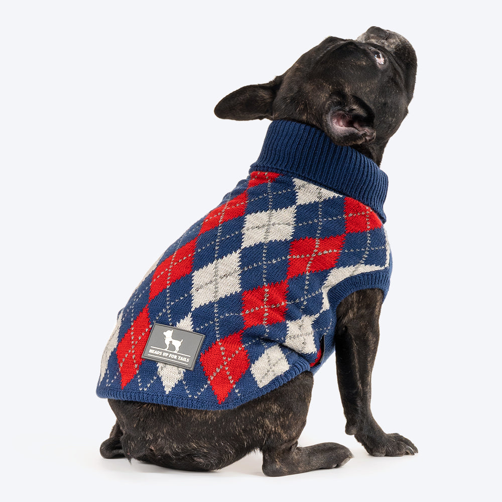 Dog on sweater