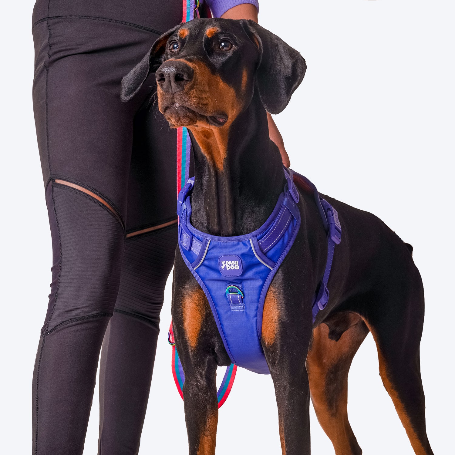 Dash Dog Zoom Walk Along Harness - Violet & Red - Heads Up For Tails