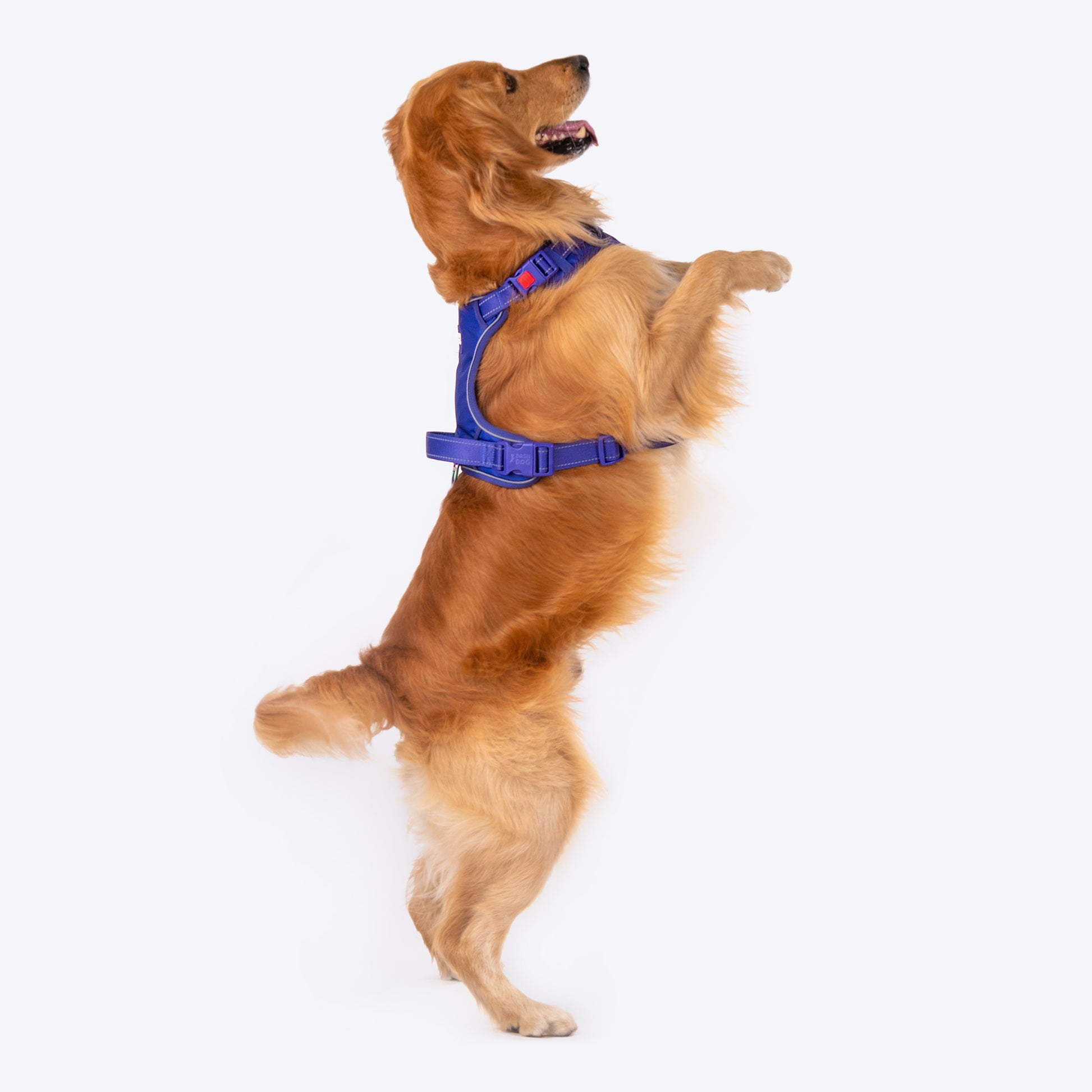 Dash Dog Zoom Walk Along Harness - Violet & Red - Heads Up For Tails