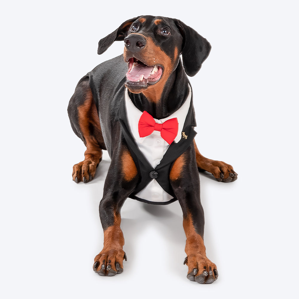HUFT Made To Order Black Tuxedo Harness - Heads Up For Tails