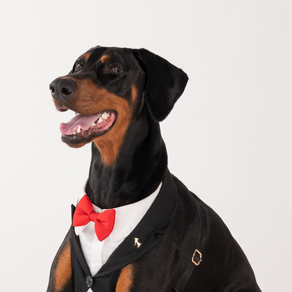 HUFT Made To Order Black Tuxedo Harness - Heads Up For Tails