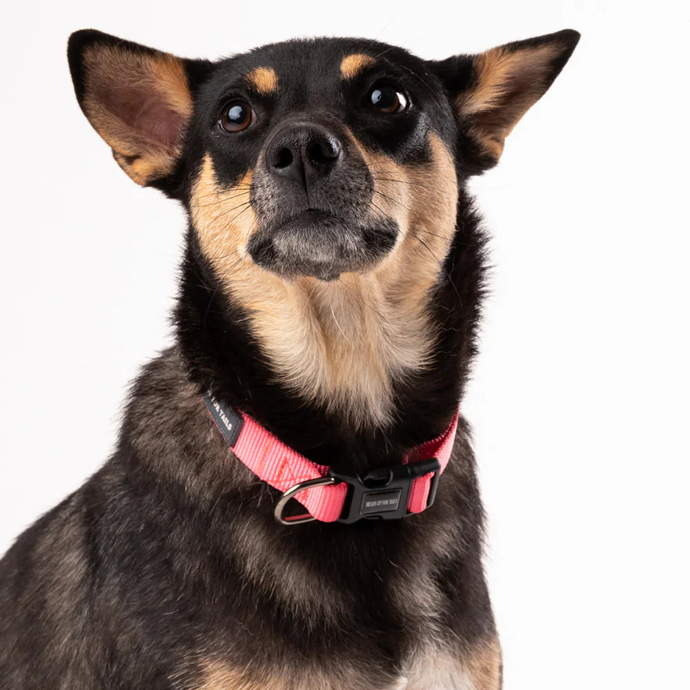 HUFT Essentials Nylon Puppy Collar - Dark Pink - Heads Up For Tails