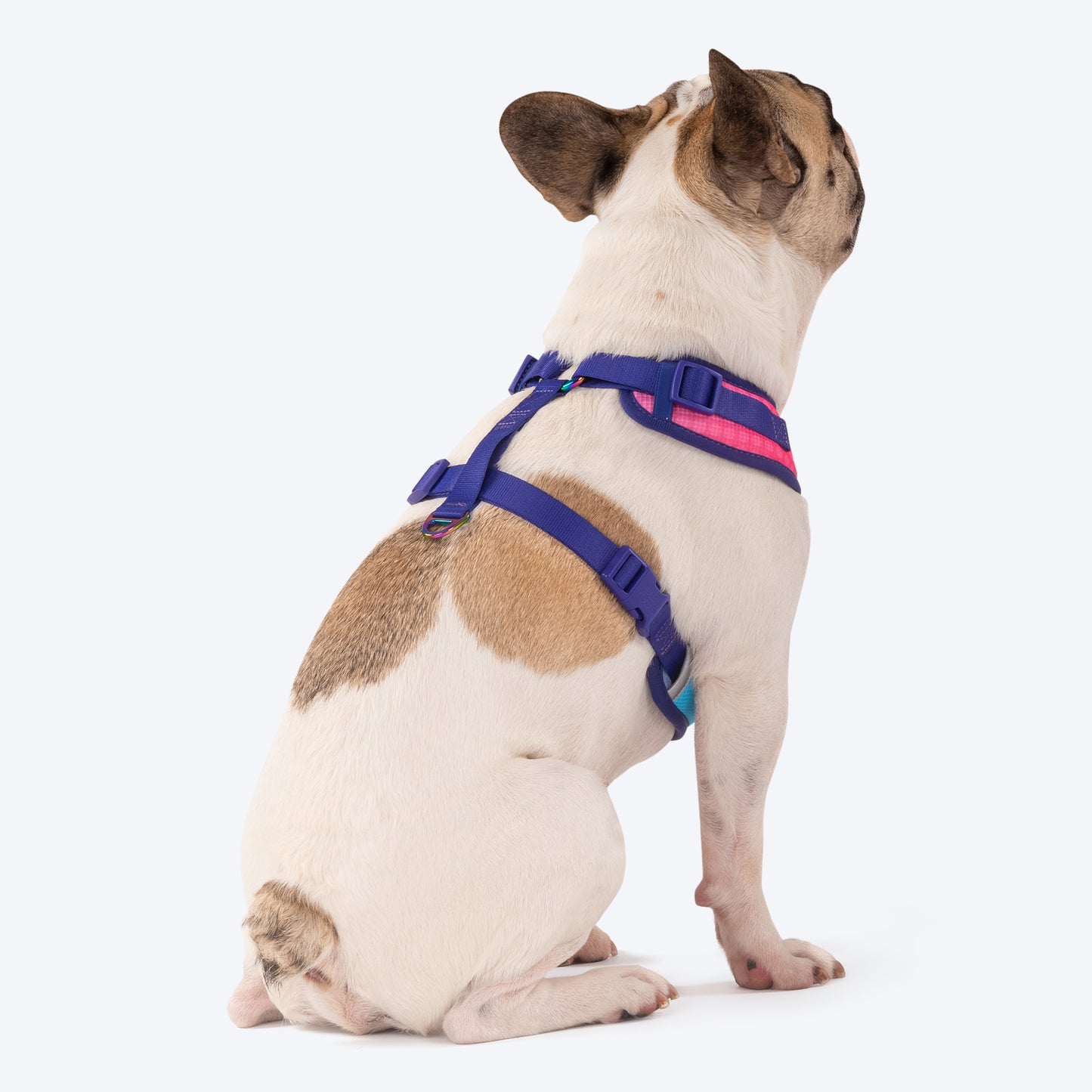 Dash Dog Flow Easy Walk Harness - Aqua Blue & Pink - Heads Up For Tails