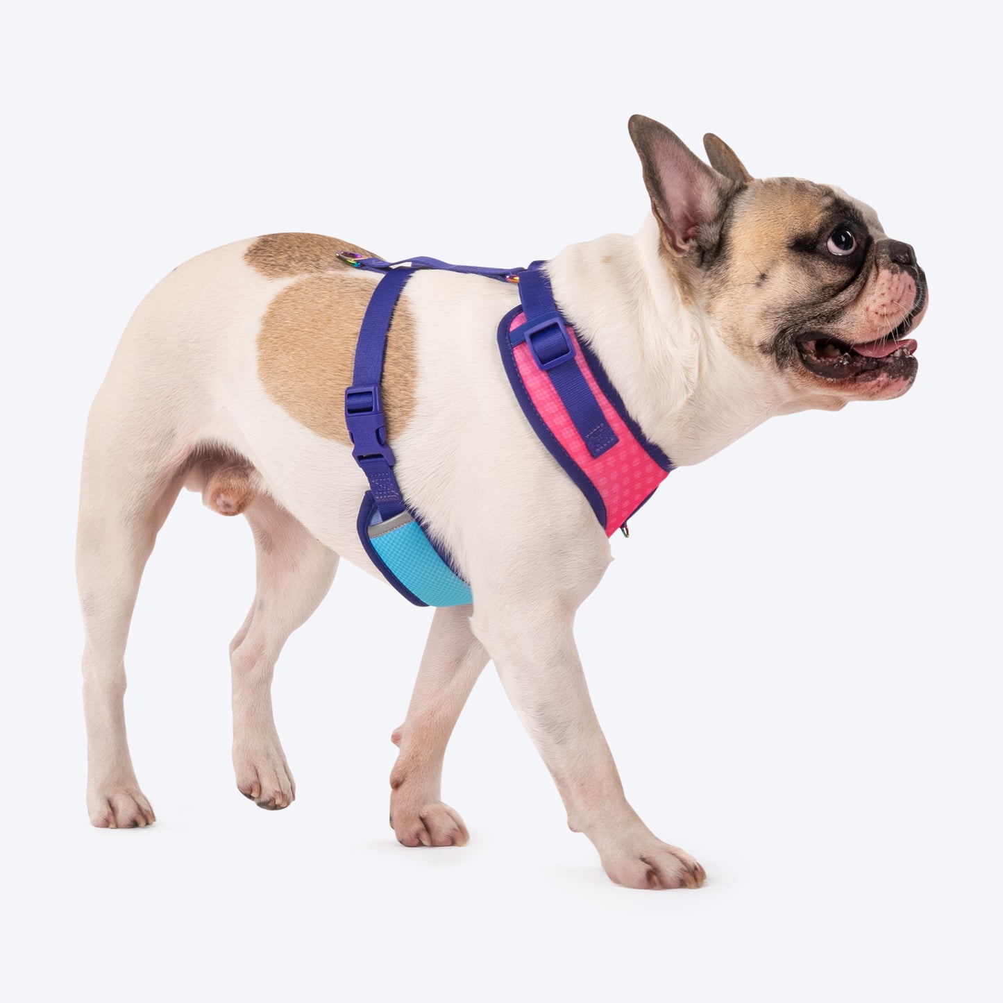 Dash Dog Flow Easy Walk Harness - Aqua Blue & Pink - Heads Up For Tails