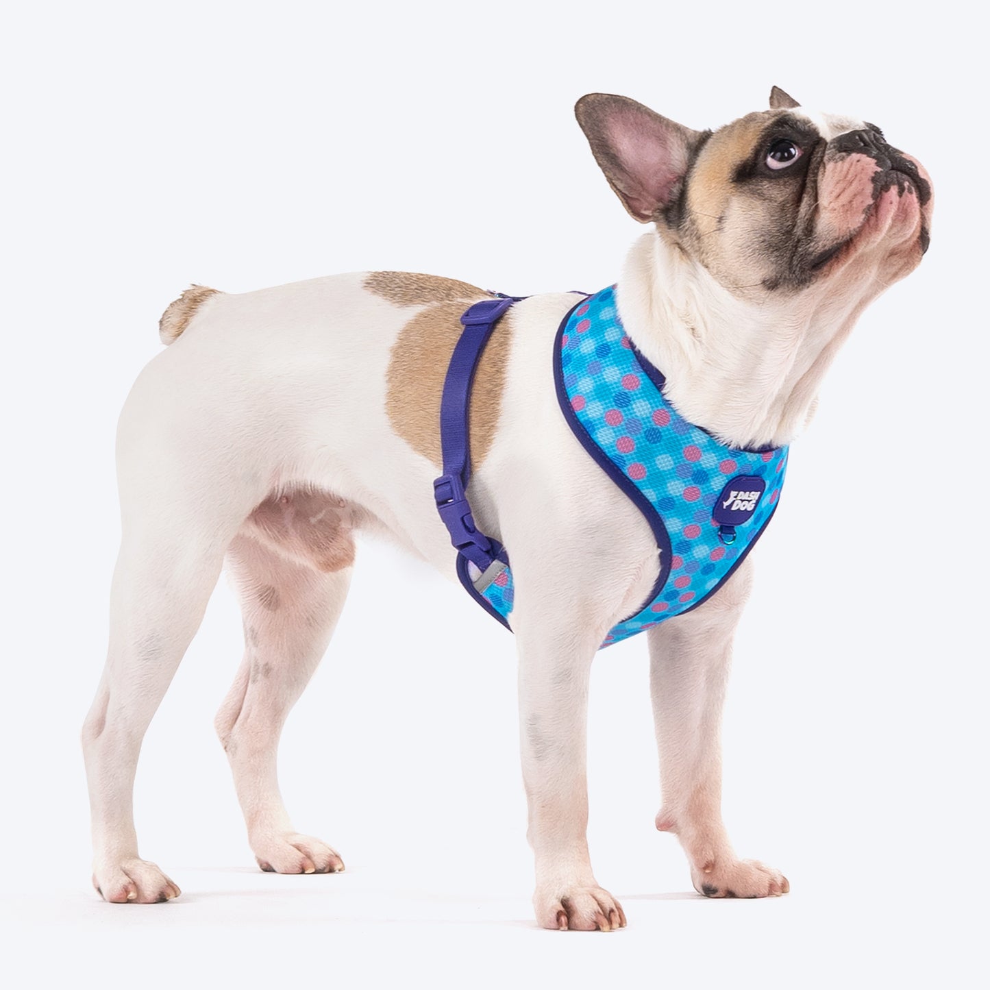 Dash Dog Circle Double Harness - Aqua Blue & Lavender - Heads Up For Tails