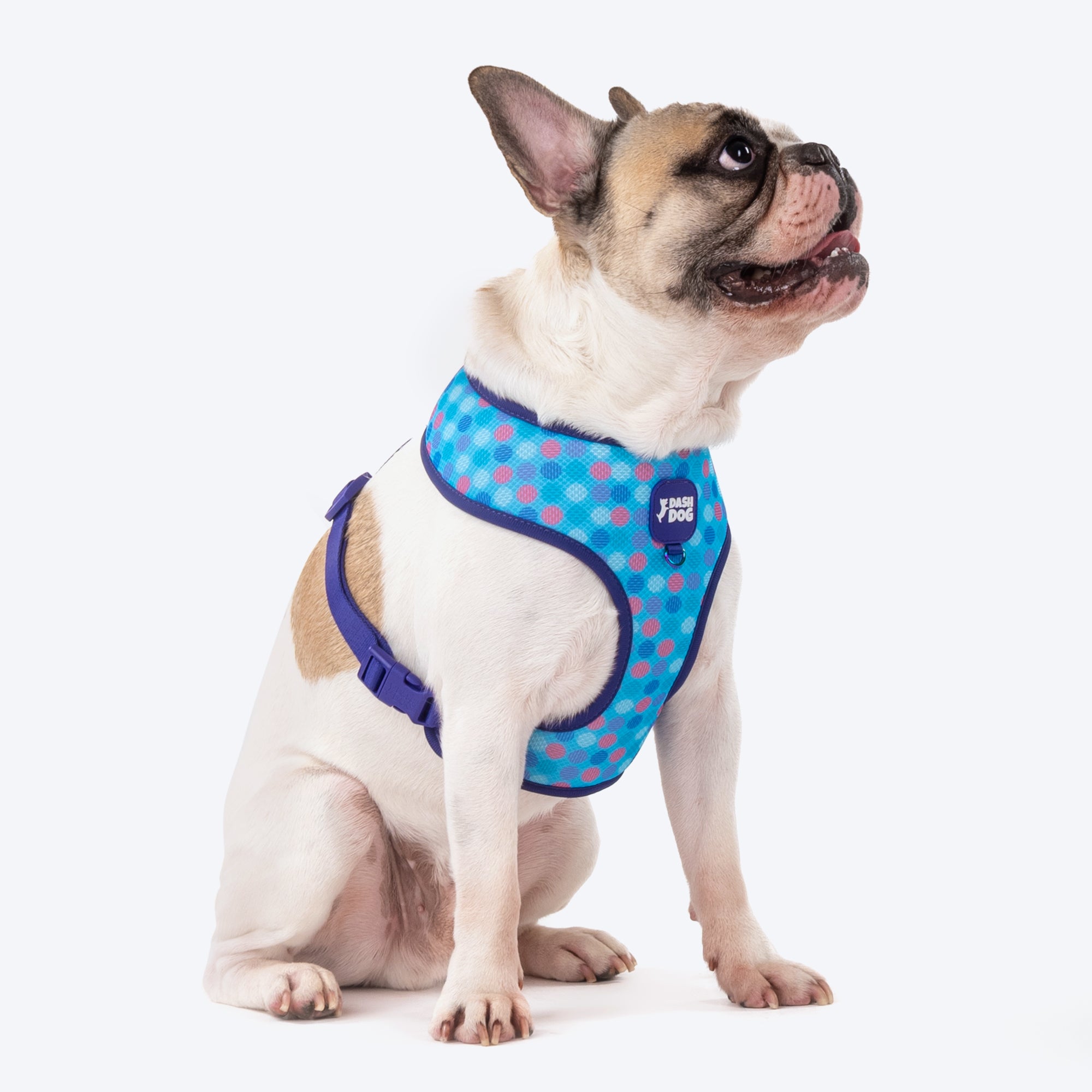 Double attachment 2024 dog harness