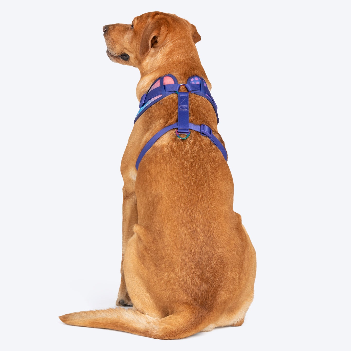 Dash Dog Flow Easy Walk Harness - Violet & Red - Heads Up For Tails