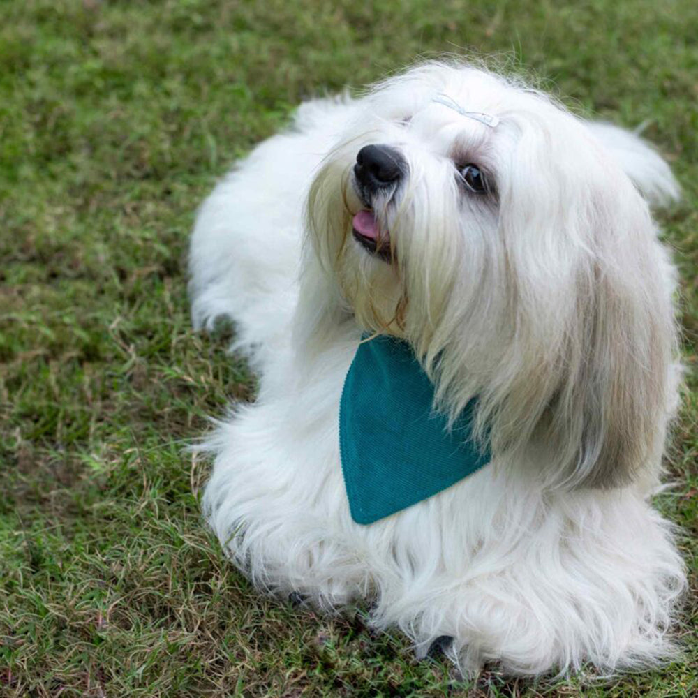 IndieGood 2 in 1 Bandana For Dog - Blue - M/L-6