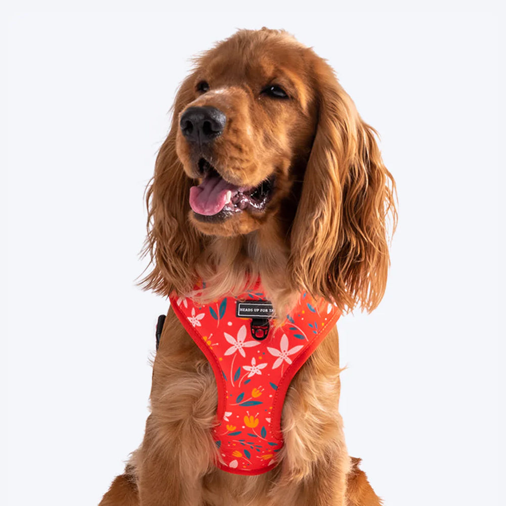 HUFT Summer Rapture Reversible Printed Dog Harness Heads Up For